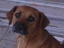 Cachorro raça SRD idade 1 ano nome Bento