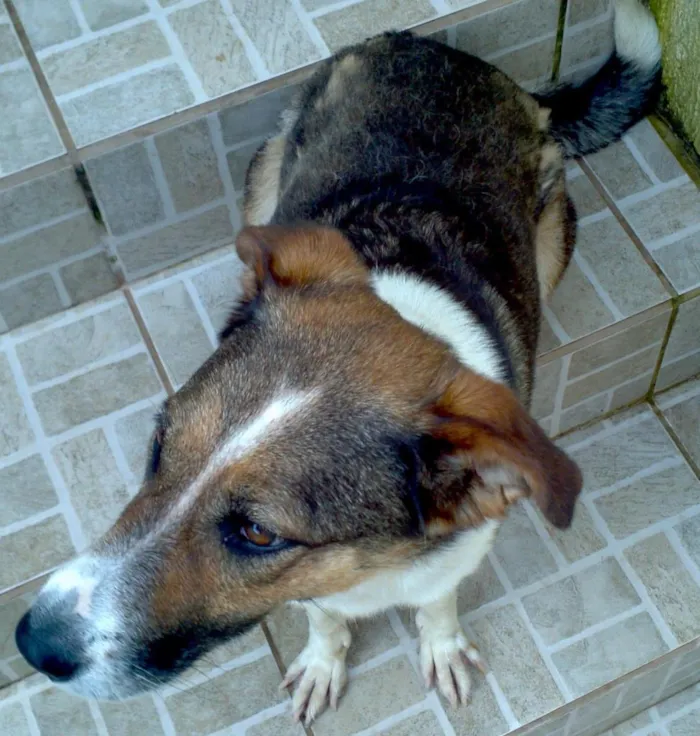 Cachorro ra a viralata idade 3 anos nome Sophie
