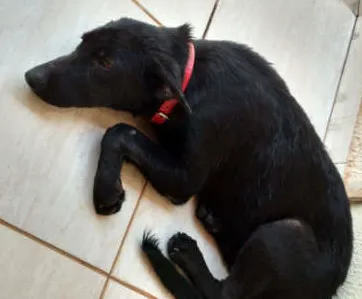 Cachorro ra a  idade  nome não sei