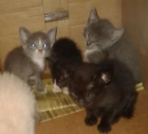 Gato raça sem idade Abaixo de 2 meses nome Sem nome ainda