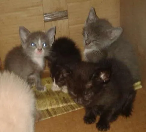 Gato ra a sem idade Abaixo de 2 meses nome Sem nome ainda