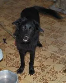 Cachorro raça SRD idade 7 a 11 meses nome Filhote porte peque