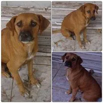 Cachorro ra a SRD idade 1 ano nome Bento
