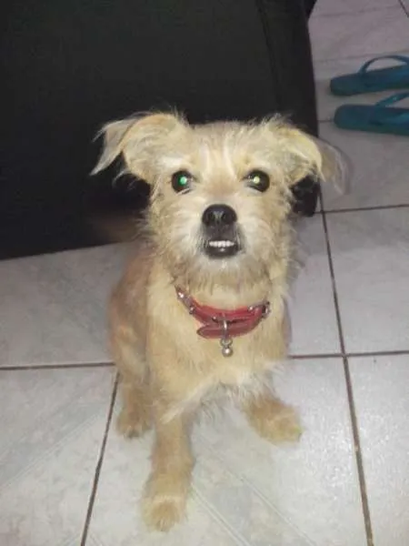 Cachorro ra a Vira lata idade 7 a 11 meses nome Tuca
