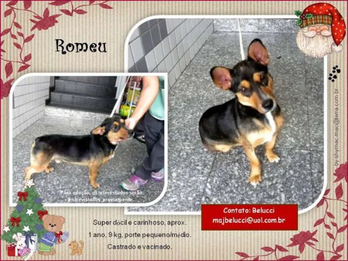 Cachorro ra a SRD idade 1 ano nome Romeu