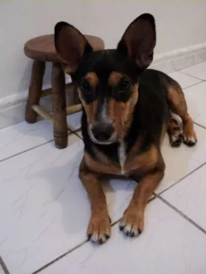 Cachorro raça SRD idade 1 ano nome Romeu