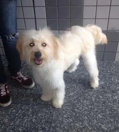Cachorro ra a SRD idade 1 ano nome Maurinho