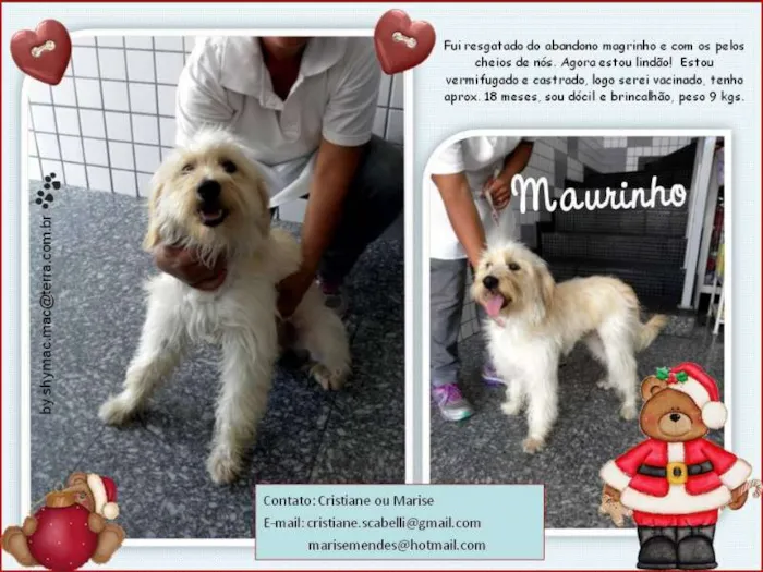 Cachorro ra a SRD idade 1 ano nome Maurinho