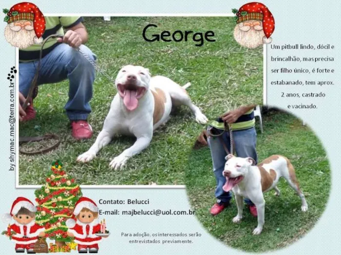 Cachorro ra a Pit-Bull idade 2 anos nome George