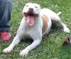 Cachorro raça Pit-Bull idade 2 anos nome George