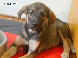 Cachorro raça SRD idade 2 a 6 meses nome Milton