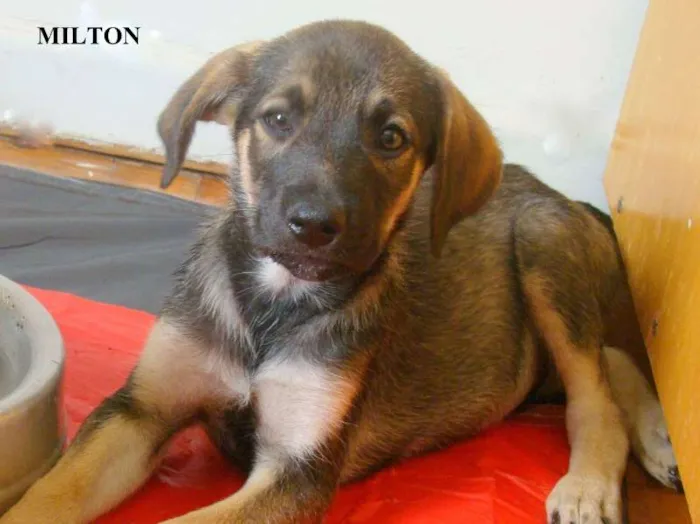 Cachorro ra a SRD idade 2 a 6 meses nome Milton