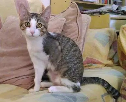 Gato ra a SRD idade 7 a 11 meses nome Mel