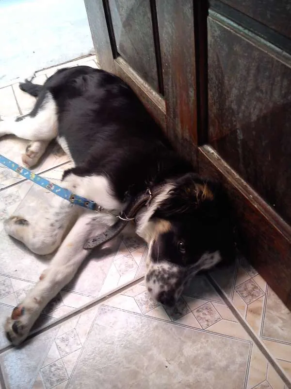 Cachorro ra a SRD idade 2 a 6 meses nome Timão Bethoven