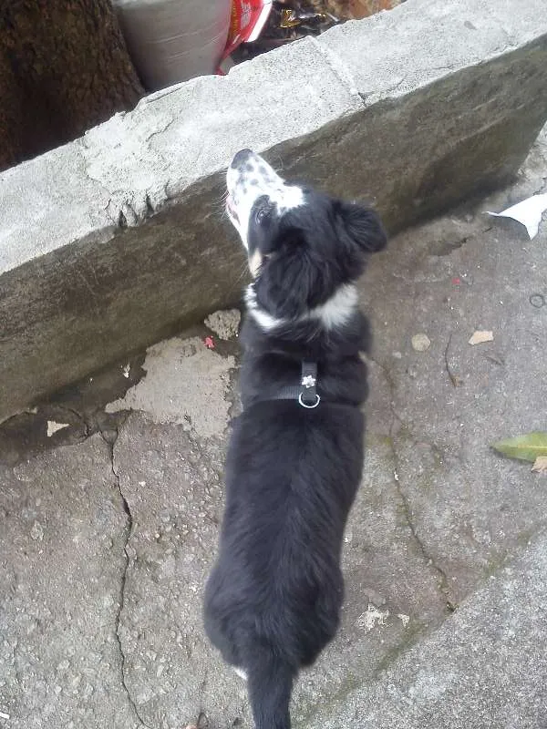 Cachorro ra a SRD idade 2 a 6 meses nome Timão Bethoven