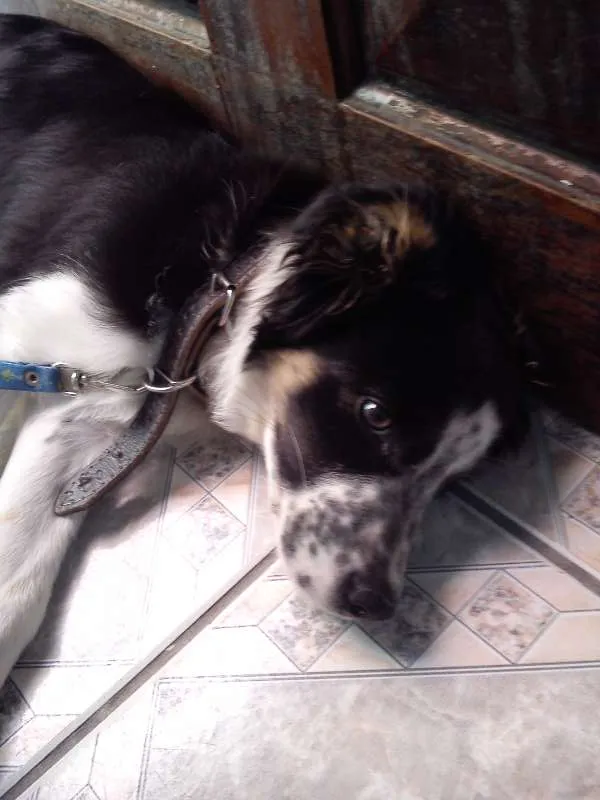 Cachorro ra a SRD idade 2 a 6 meses nome Timão Bethoven