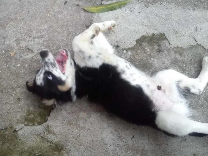 Cachorro ra a SRD idade 2 a 6 meses nome Timão Bethoven