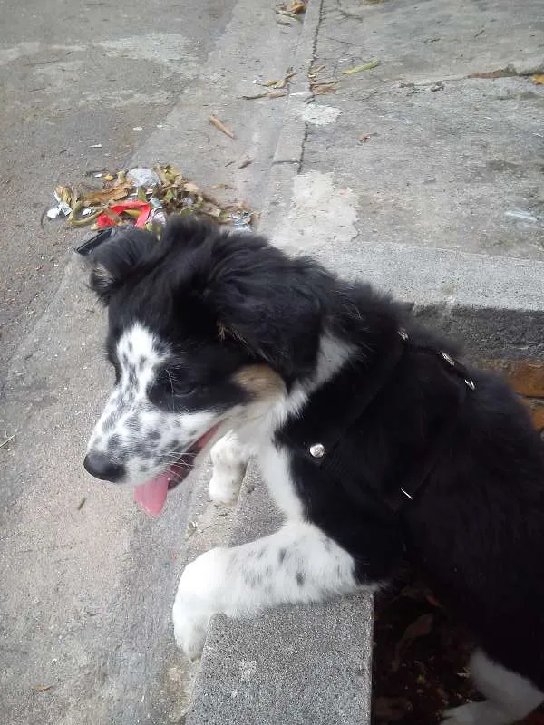 Cachorro ra a SRD idade 2 a 6 meses nome Timão Bethoven