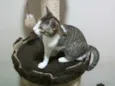 Mel