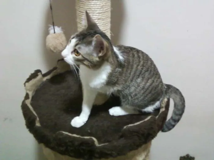 Gato ra a SRD idade 7 a 11 meses nome Mel