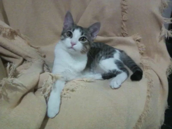 Gato ra a SRD idade 7 a 11 meses nome Mel
