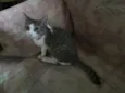 Mel