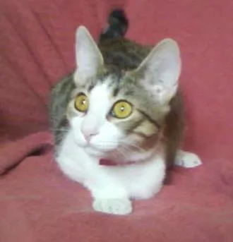 Gato ra a SRD idade 7 a 11 meses nome Mel