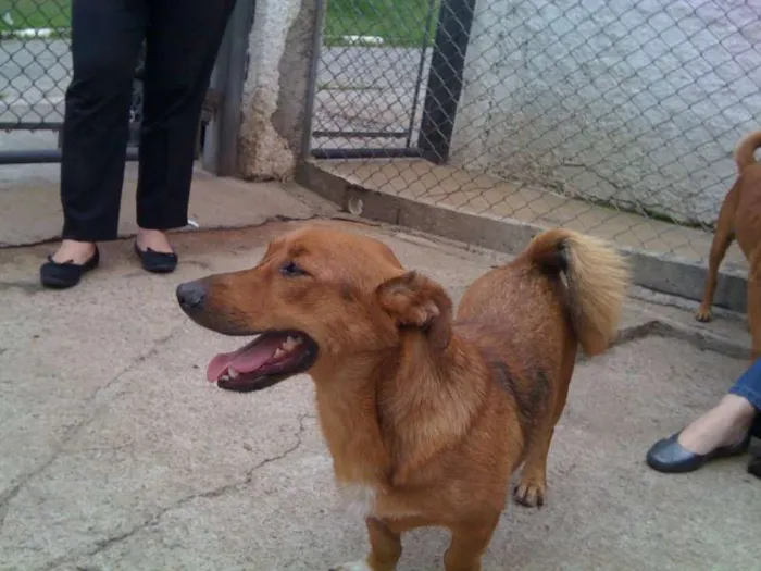 Cachorro ra a SRD idade 3 anos nome Amendoim