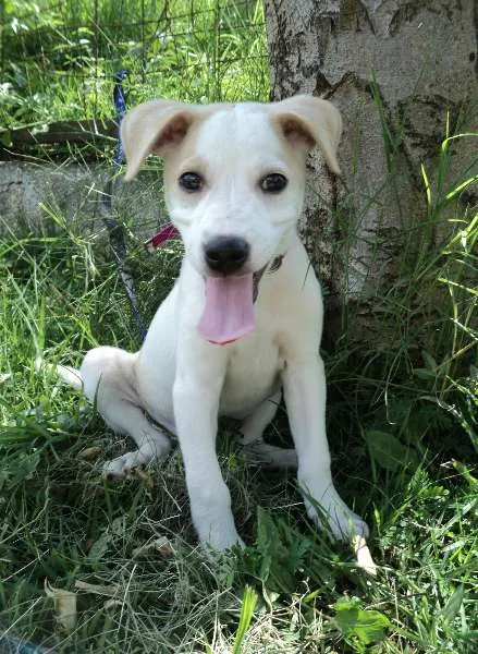 Cachorro ra a srd idade 2 a 6 meses nome Nata