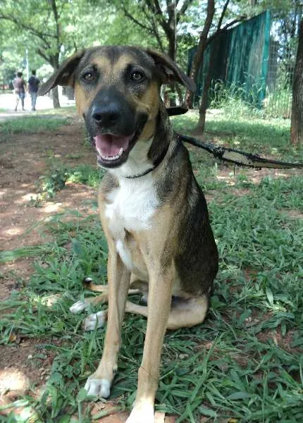 Cachorro ra a SRD idade 3 anos nome Moozie