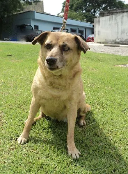 Cachorro ra a SRD idade 6 ou mais anos nome Deola