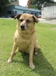Deola