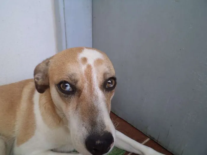 Cachorro raça não definida idade 3 anos nome Mila