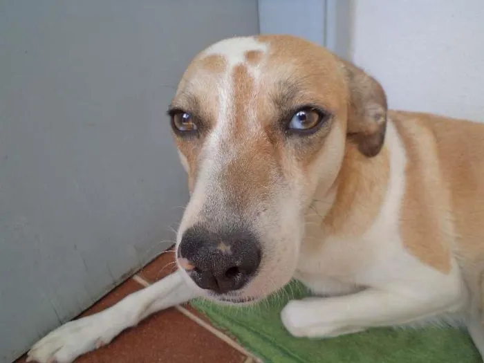 Cachorro raça não definida idade 3 anos nome Mila