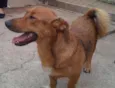 Amendoim