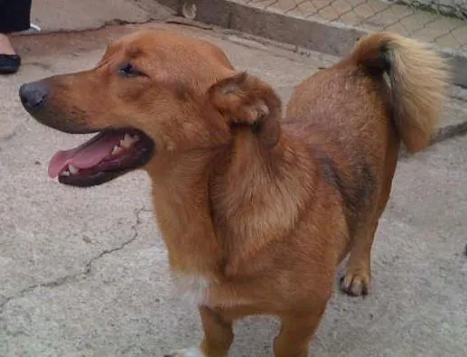 Cachorro ra a SRD idade 3 anos nome Amendoim