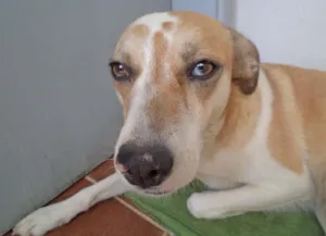 Cachorro raça não definida idade 3 anos nome Mila