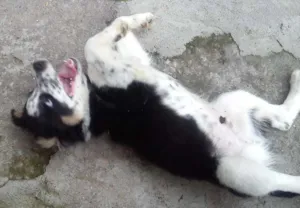 Cachorro raça SRD idade 2 a 6 meses nome Timão Bethoven