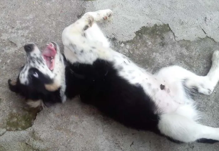 Cachorro ra a SRD idade 2 a 6 meses nome Timão Bethoven