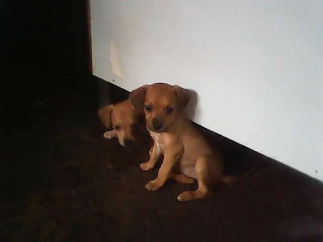Cachorro ra a sem raca idade Abaixo de 2 meses nome sem nomes