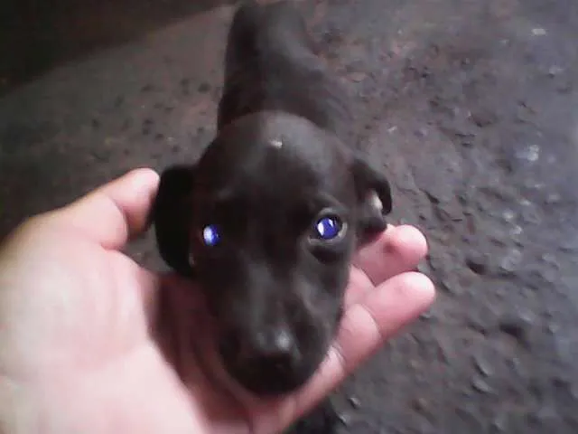 Cachorro ra a sem raca idade Abaixo de 2 meses nome sem nomes