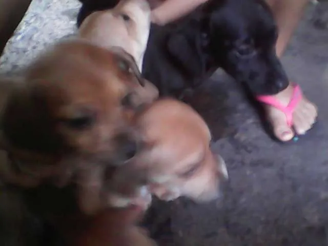 Cachorro ra a sem raca idade Abaixo de 2 meses nome sem nomes