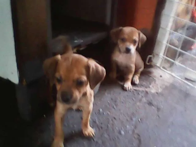 Cachorro ra a sem raca idade Abaixo de 2 meses nome sem nomes