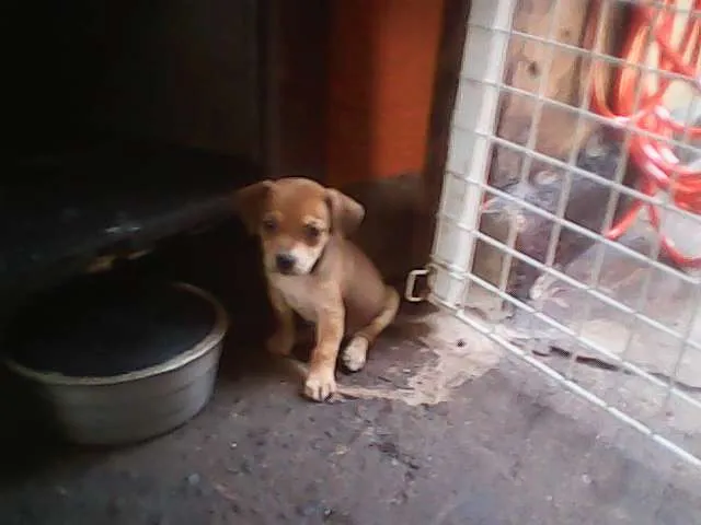 Cachorro ra a sem raca idade Abaixo de 2 meses nome sem nomes