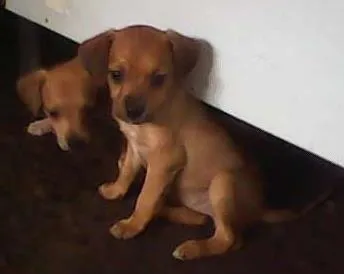 Cachorro ra a sem raca idade Abaixo de 2 meses nome sem nomes