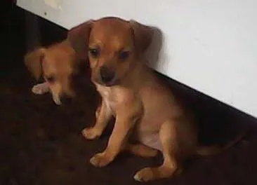 Cachorro ra a sem raca idade Abaixo de 2 meses nome sem nomes