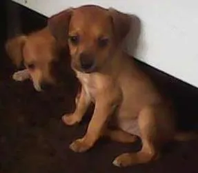 Cachorro ra a sem raca idade Abaixo de 2 meses nome sem nomes