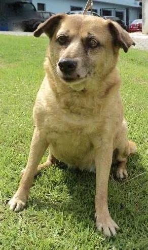 Cachorro raça SRD idade 6 ou mais anos nome Deola