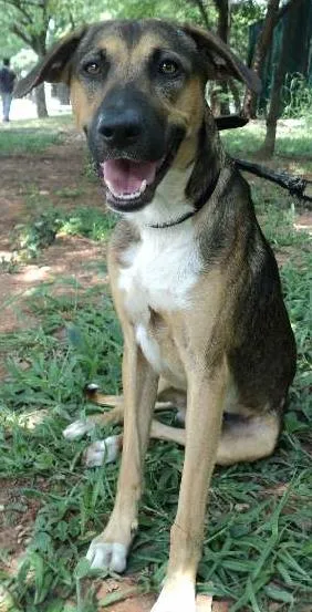 Cachorro ra a SRD idade 3 anos nome Moozie
