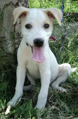 Cachorro raça srd idade 2 a 6 meses nome Nata